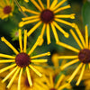 300 SWEET CONEFLOWER Rudbeckia Subtomentosa Yellow Black Eyed Susan Flower Seeds