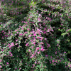 100 SLENDER BUSH CLOVER Lespedeza Virginica Bushclover Native Shrub Pink Purple Flower Legume Seeds