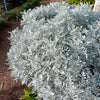 300 SILVERDUST DUSTY MILLER Cineraria Maritima Jacobaea Senecio Flower Seeds