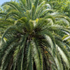 10 COCO PALM Jelly Palm Pindo Butia Capitata Edible Fruit Tree Houseplant Seeds