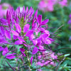 100 VIOLET QUEEN CLEOME Hassleriana Cleome Spinosa Purple Spider Flower Seeds