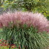 10 RED MAIDEN GRASS Miscanthus Sinensis Plumes Ornamental Flower Seeds