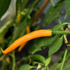 100 MIXED CAYENNE PEPPER Hot Yellow Purple Orange Red Green Capsicum Vegetable Seeds