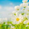 350 PURITY WHITE COSMOS Cosmos Bipinnatus Flower Seeds