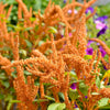 100 Pastel AUTUMNS TOUCH AMARANTHUS Cruentus Bronze Coral Apricot Flower Seeds