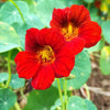 25 Dwarf RED EMPRESS NASTURTIUM Tropaeolum Nanum Hummingbird Flower Seeds