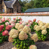 50 PEE GEE HYDRANGEA Paniculata Peegee Panicle White Pink Flower Shrub Seeds