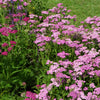 250 PINK Cerise QUEEN YARROW Achillea Millefolium Flower Seeds