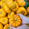 20 JACK Be LITTLE PUMPKIN Miniature Vegetable Cucurbita Pepo Seeds
