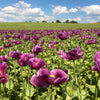 1000 PEPPERBOX POPPY MIX Papaver Somniferum Mixed Colors Red Violet Flower Seeds