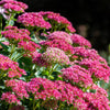 10 EMPEROR'S WAVE SEDUM Red Upright Telephium Succulent Stonecrop Flower Hylotelephium Seeds