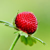 50 Edible Red MOCK STRAWBERRY Potentilla Indica Duchesnea Fruit Berry Seeds