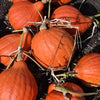 30 GOLDEN HUBBARD SQUASH Genesee Red Buttercup Cucurbita Pepo Vegetable Seeds