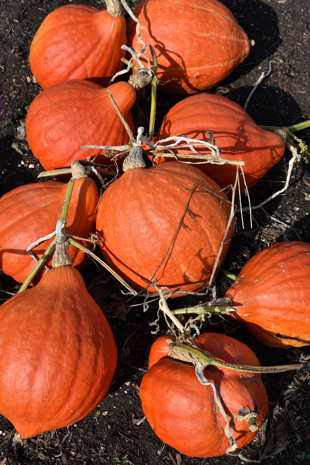 Golden Hubbard Squash Seeds – Genesee Red Buttercup Cucurbita Pepo Vegetable
