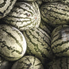 Dixie Queen Watermelon Seeds – White & Red Citrullus Lanatus Melon Fruit Vine – photo 8