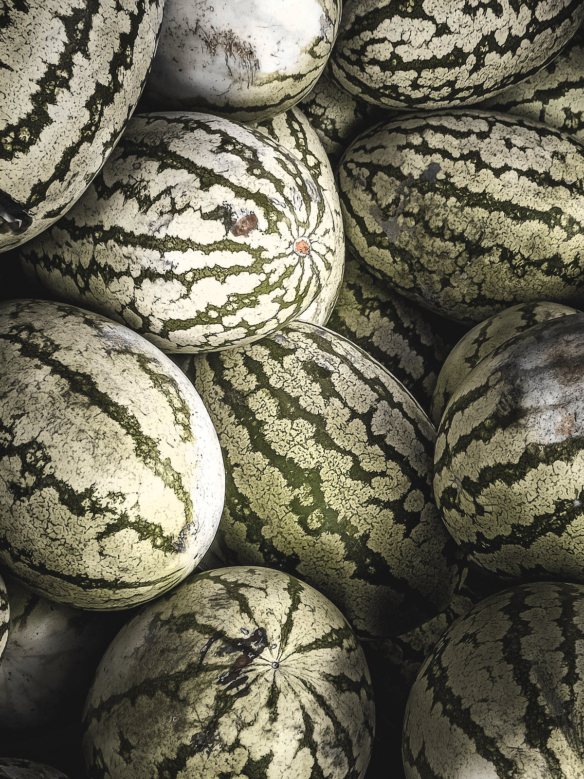 Dixie Queen Watermelon Seeds – White & Red Citrullus Lanatus Melon Fruit Vine – photo 8