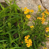 300 MEXICAN Mint MARIGOLD Spanish Tarragon Tagetes Lucida Flower Herb Seeds