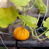 20 MINI MIX PUMPKIN Miniature Cucurbita Pepo White Green Orange Striped Vegetable Seeds