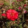 100 Red PORTULACA Grandiflora / MOSS ROSE Succulent Flower Seeds