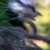 10 Dwarf BLACK FOUNTAIN GRASS Pennisetum Alopecuroides Viridescens Hardy Ornamental Seeds