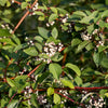 20 RED TWIG DOGWOOD American Red Osier Shrub White Flower Cornus Sericea Seeds