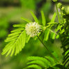 100 ILLINOIS BUNDLEFLOWER Prairie Mimosa Desmanthus Illinoensis Flower Seeds