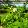 100 ILLINOIS BUNDLEFLOWER Prairie Mimosa Desmanthus Illinoensis Flower Seeds