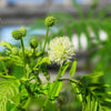 100 ILLINOIS BUNDLEFLOWER Prairie Mimosa Desmanthus Illinoensis Flower Seeds