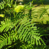 100 ILLINOIS BUNDLEFLOWER Prairie Mimosa Desmanthus Illinoensis Flower Seeds