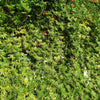 30 CARDINAL CLIMBER VINE Ipomea Quamoclit Red Flower Seeds