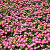 100 PINK ENGLISH DAISY Bellis Perennis Tasso Pink Double Flower Seeds