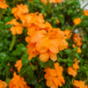 10 ORANGE MARMALADE CROSSANDRA Infundibuliformis Firecracker Flower Houseplant Seeds