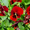 50 RED & BROWN PANSY Swiss Giant Violet Viola Wittrockiana Flower Seeds