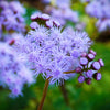 100 PURPLE MISTFLOWER (Hardy or Wild Ageratum) Eupatorium Coelestinum Blue Flower Seeds