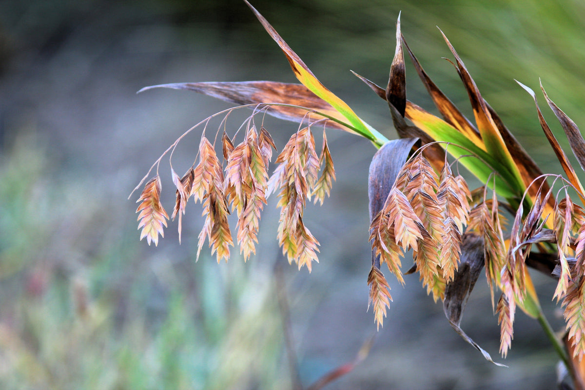 Northern Sea Oats Seeds – Grass Inland Chasmanthium – photo 5