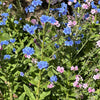 500 Blue Chinese FORGET ME NOT (Hounds Tongue) Cynoglossum Amabile Flower Seeds