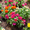 150 DWARF THUMBELINA ZINNIA Elegans Mixed Colors Flower Seeds