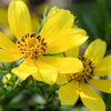 200 Yellow SWAMP MARIGOLD Bidens Aristosa Mutica Flower Seeds