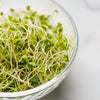 1000 Organic DE CICCO BROCCOLI Di Cicco Brassica Oleracea Capitata Vegetable Seeds