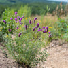 700 PURPLE PRAIRIE CLOVER Dalea Purpurea Flower Seeds