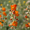 20 Apricot DESERT GLOBEMALLOW Mallow Sphaeralcea Ambigua Flower Seeds