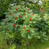 75 SMOOTH SUMAC TREE Red Berries Rhus Glabra Borealis Seeds
