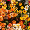 50 CARNIVAL MIX NEMESIA Strumosa Mixed Colors Flower Seeds