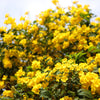10 TECOMA STANS (Yellow Trumpetbush / Yellow Bells / Yellow Elder / Esperanza) Flower Shrub Bush Seeds