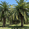 10 COCO PALM Jelly Palm Pindo Butia Capitata Edible Fruit Tree Houseplant Seeds