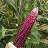 35 BLOODY BUTCHER Red CORN Edible & Ornamental Heirloom Zea Mays Vegetable Seeds