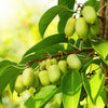 Variegated Arctic Beauty Kiwi Seeds – Fruit Edible Actinidia Kolomikta Vine – photo 2