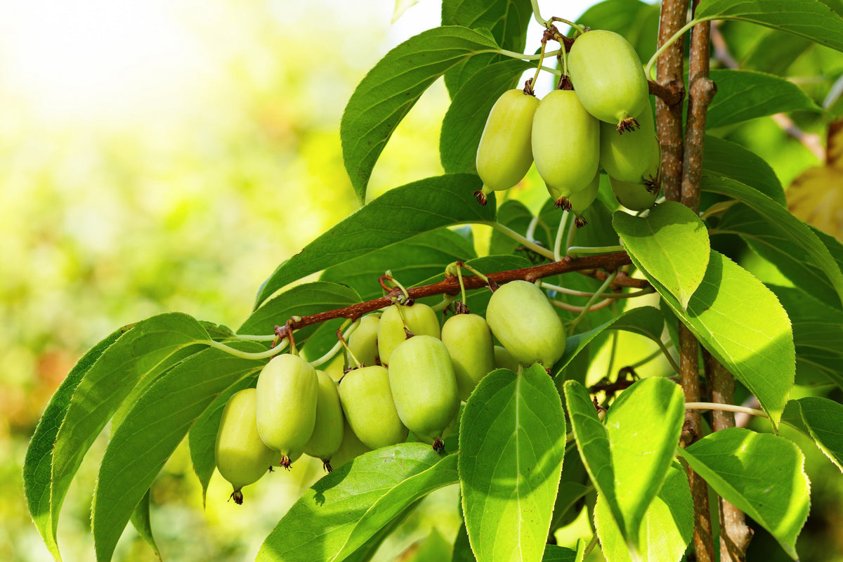 Variegated Arctic Beauty Kiwi Seeds – Fruit Edible Actinidia Kolomikta Vine – photo 2