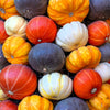 20 MINI MIX PUMPKIN Miniature Cucurbita Pepo White Green Orange Striped Vegetable Seeds