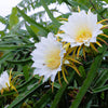 20 WHITE DRAGON FRUIT (Pitaya / Pitahaya / Strawberry Pear) Hylocereus Undatus Cactus Seeds